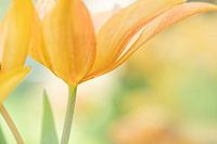 Tulpe in der Nationalfarbe Orange