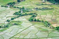 Rice fields in Vietnam - top view