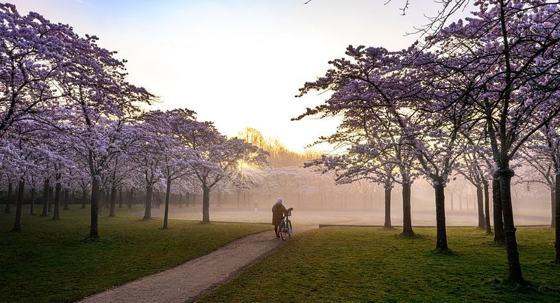 Only in the blossom park by peterheinspictures