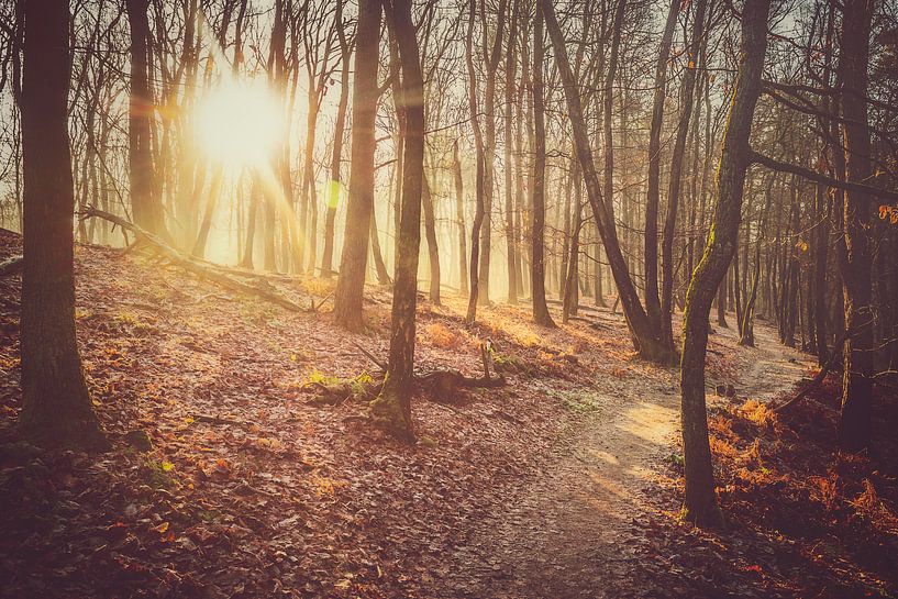 Soleil d'hiver par Joost Lagerweij