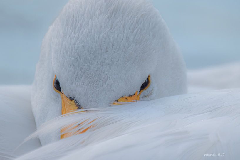 White swan eye contact by Nienke Bot