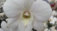 orchidee #6