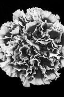 Photo en noir et blanc d'un œillet