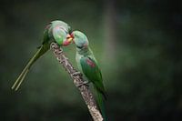 Schöne Paradiesvögel teilen ihre Mahlzeit