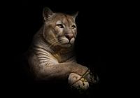A proud beautiful predatory cat sits in the darkness. cat in the night forest, black background. Pum