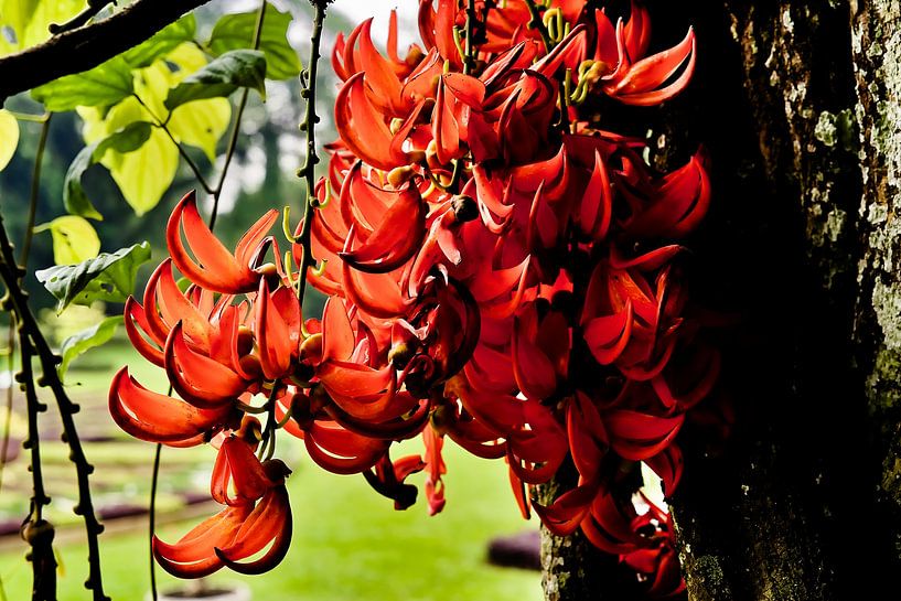 Splendeur flamboyante des fleurs de jade rouge tropicales par Frank Photos