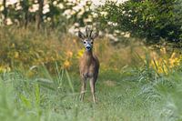 Dieser schöne Reebok ließ sich in aller Ruhe fotografieren.