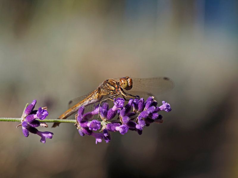 Libel von Alex Davidse