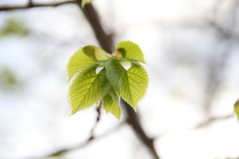 Frühlingsblätter von Cornelis (Cees) Cornelissen