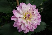 Bloemen fotograferen in de natuur!