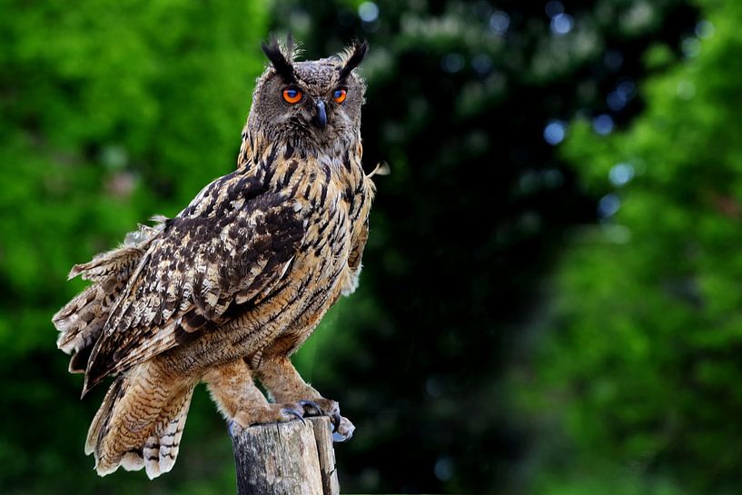 Hibou par Henk Langerak