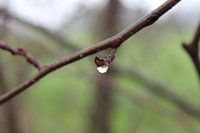 Drop on a branch