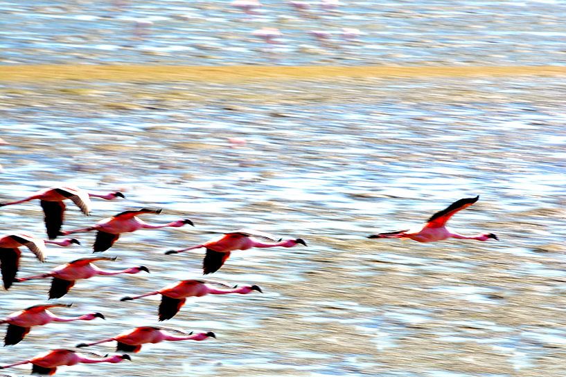 FLAMINGOS 1 par Miroslav Ptacek