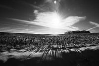 Aspect hivernal d'un champ