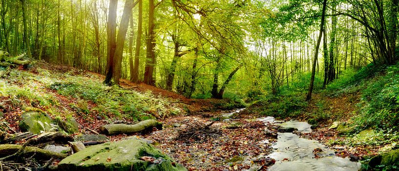Wald mit Bach von Günter Albers