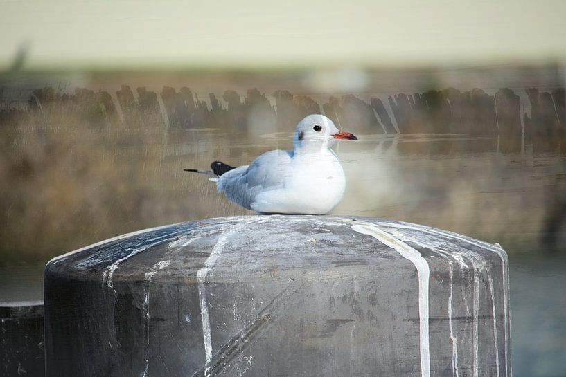 Möwe von Art. by Janine