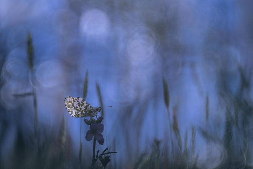 Orangenspitzen früh am Morgen von Nanda Bussers