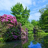 Parc idyllique avec rhododendron - carré