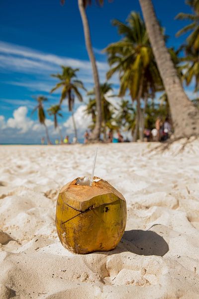 Coconut on the beach of Saona (Dominican Republic) by Laura V