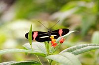 Schmetterling in Mangrove