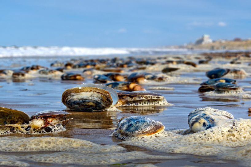 Meeresleben von Pictures by Van Haestregt