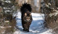 Maine Coon Grimm Valley inmitten des Heidekrauts