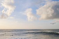 Des surfeurs à la recherche de vagues