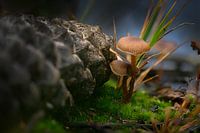 Mushroom fairy tale