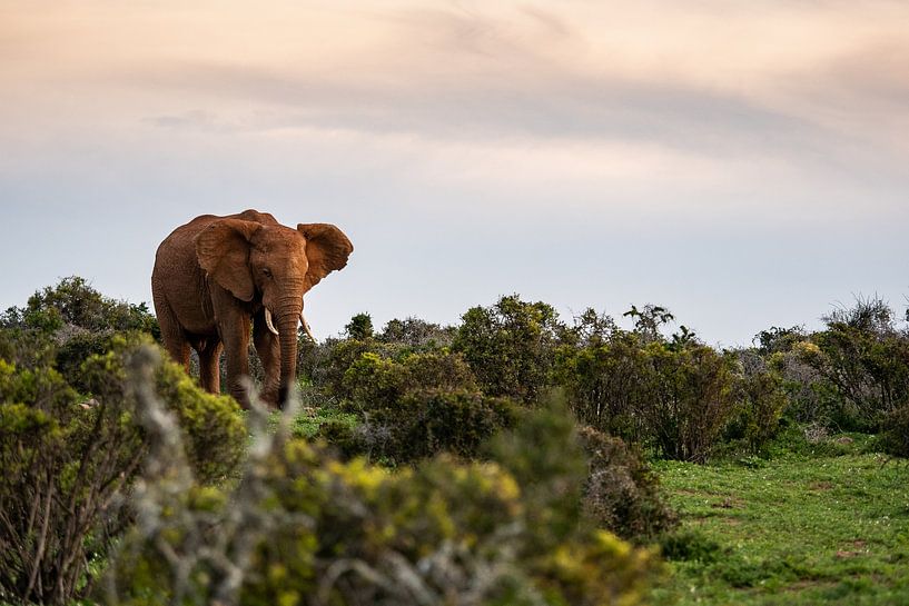Elefant von Photo By Nelis