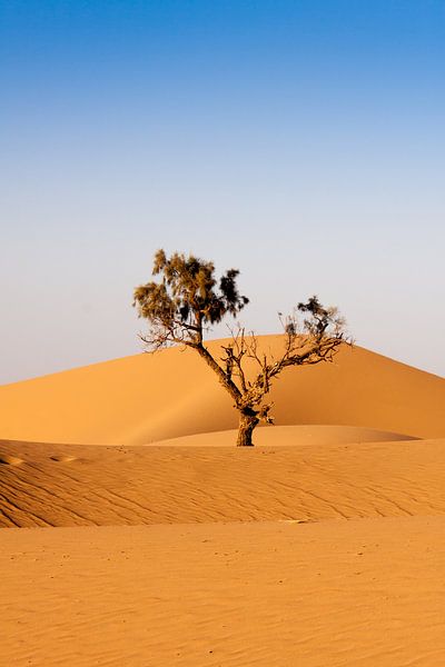 Farben von Marokko (15) von Rob van der Pijll