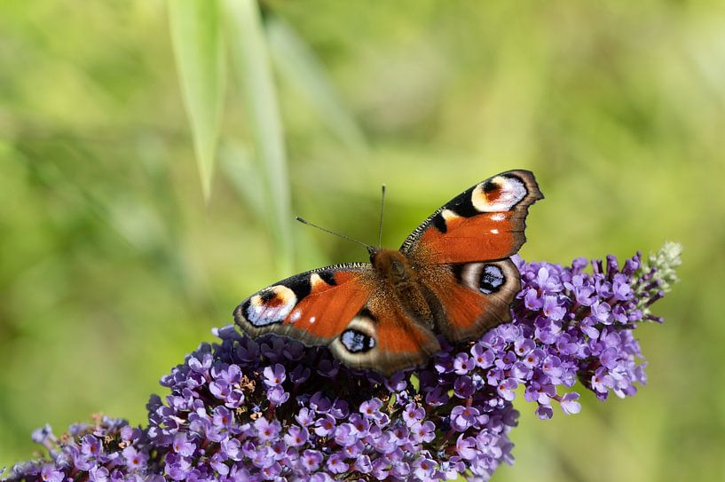 A peacock sits on purple lilacs by Ulrike Leone