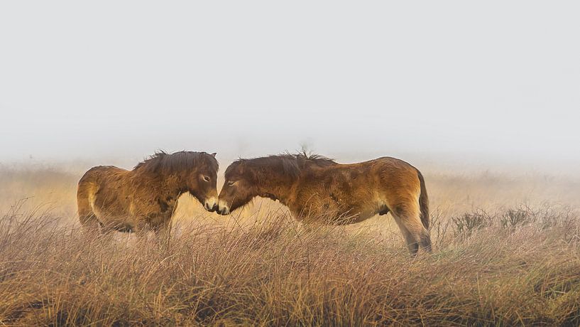 Pferde im Nebel von Martzen Fotografie