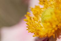 Anemone from another perspective