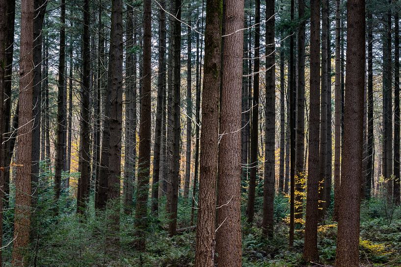 De bomen in het bos vormen de barcode van de natuur von Hans de Waay