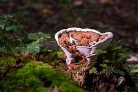 Sous-marais à bord épais dans la forêt de Purmer