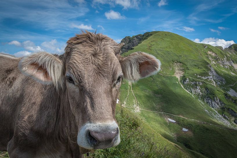 Cow at the Nebelhorn by Fineblick