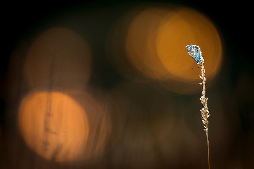 Ikarus blau mit Bokeh von Erik Veldkamp