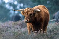 Un highlander coriace sur les landes de la forêt de Deeler