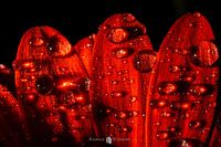 Abstrakte Blume mit Wassertropfen