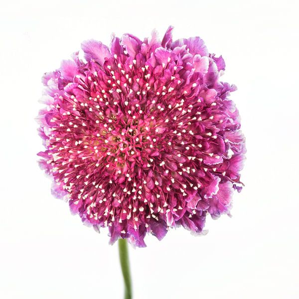 Scabieuses sur fond blanc par Carola Schellekens