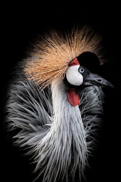 Graukronenkranich von Design Wall Arts