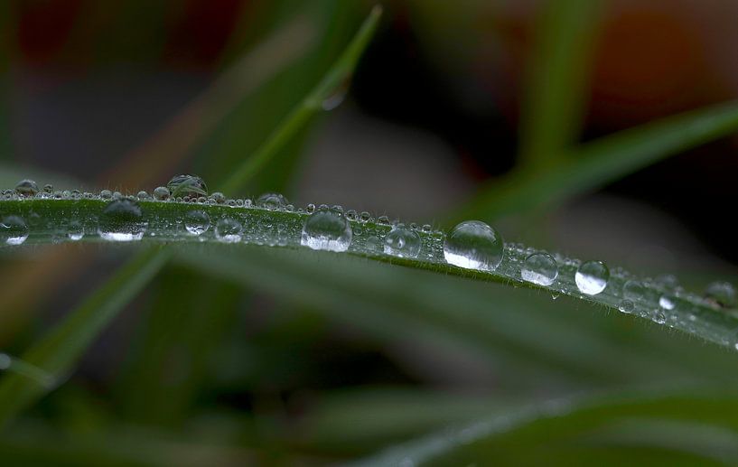 Gouttelettes d'eau par Ronald Kromkamp