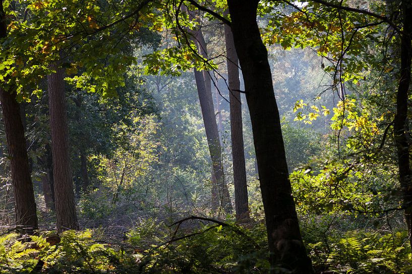 Lichtspel in het bos par DuFrank Images