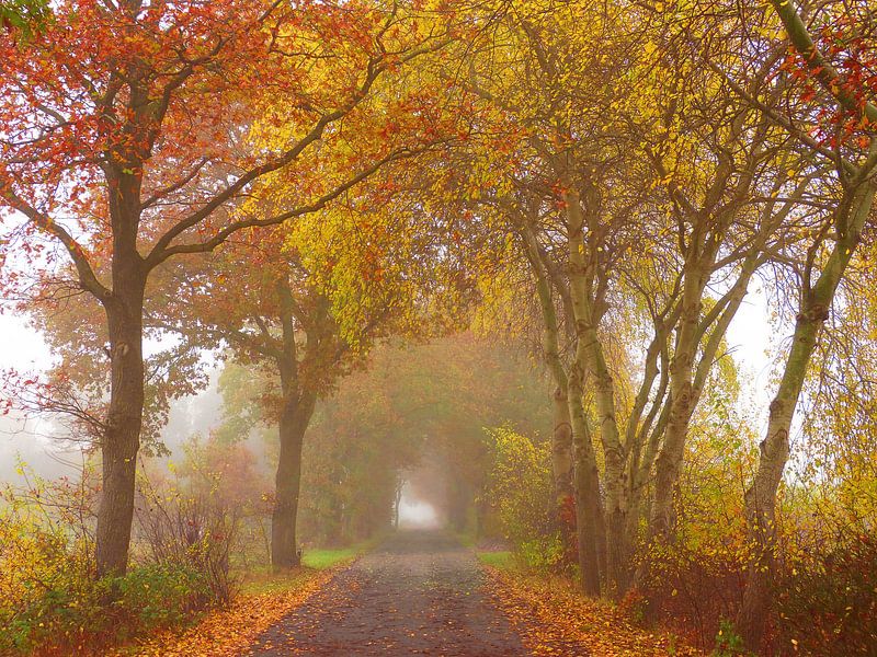 Autumn Road (Herbstfarben in Drenthe) von Caroline Lichthart