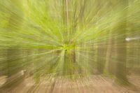 Forêt abstraite - mouvement radial