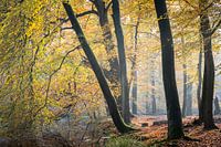 Herfstkleuren van bomen in het zonlicht