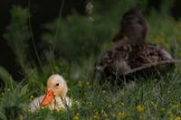 Ducks in the grass