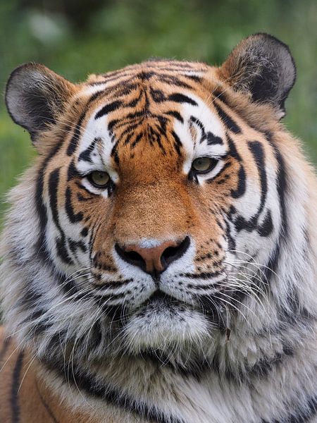 Amur Tiger or Siberian Tiger : Ouwehands DIerenpark by Loek Lobel