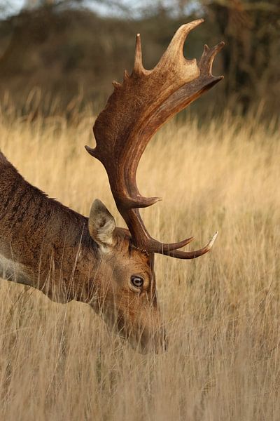 Cerf dans les hautes herbes par Daniëlle Eibrink Jansen