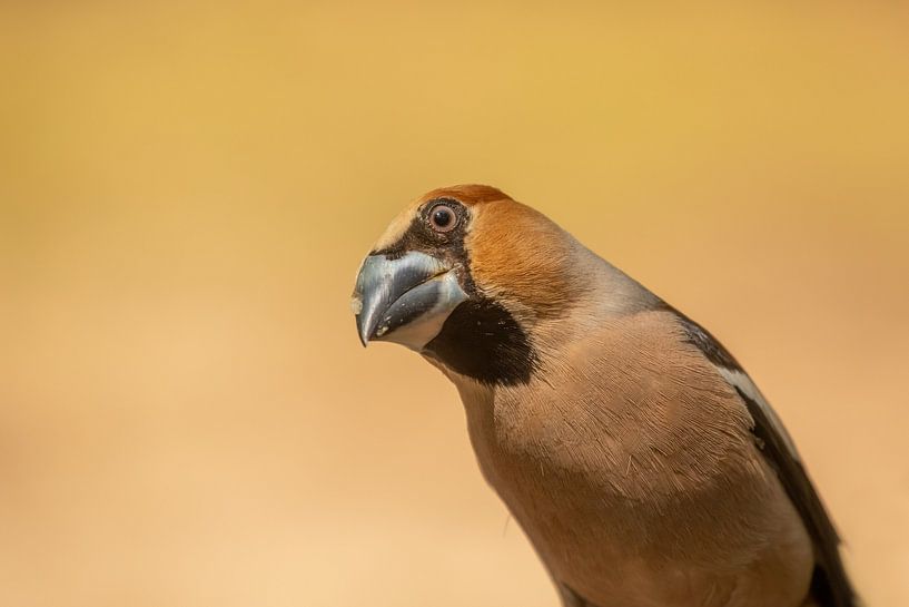 Apfelfink, Kuckuck von Tanja van Beuningen